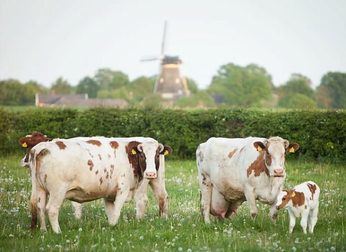 Ferienhaus in Geesteren, ein charmantes Ferienhaus in der Region Achterhoek, Gelderland, mit rustikalem Charme und laendlicher Umgebung.
