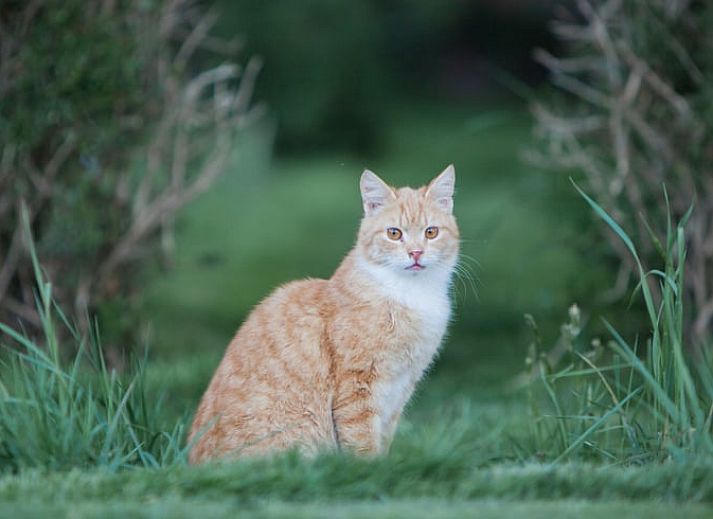 Ferienhaus in Geesteren, ein charmantes Ferienhaus in der Region Achterhoek, Gelderland, mit rustikalem Charme und laendlicher Umgebung.