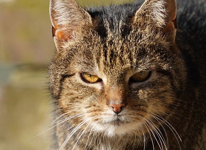 Gemuetlicher Innenraum des Ferienhauses in Geesteren, Ferienhaus in der Region Achterhoek, Gelderland. Authentische Holzbalken und moderne Kueche.
