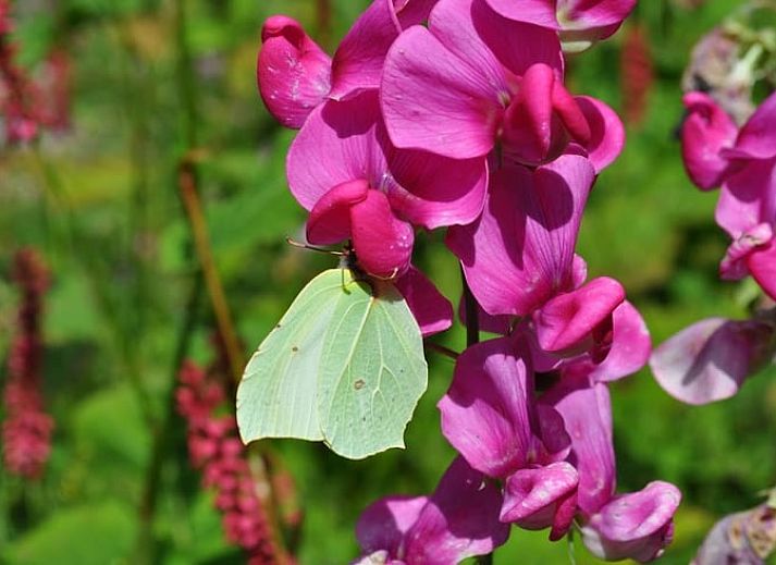 Cozy living room in Holiday Home in Vorden, Achterhoek, Gelderland with comfortable sofas and views of green nature.