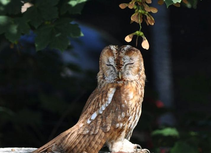 Cozy living room in Holiday Home in Vorden, Achterhoek, Gelderland with comfortable sofas and views of green nature.