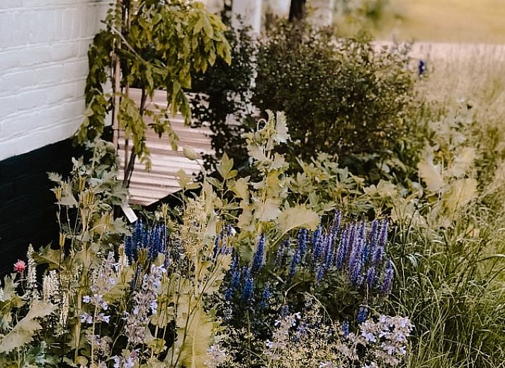 Unterkunft 293534 - Ferienhaus Achterhoek - Vakantiehuisje in Vorden