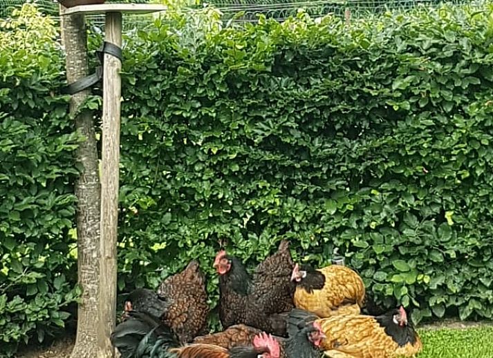 Unterkunft 293539 - Ferienhaus Achterhoek - Vakantiehuis in Vorden