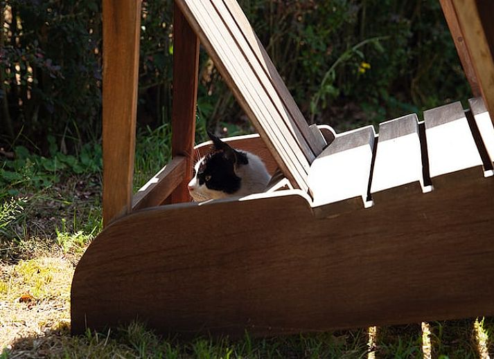Gemuetlicher Innenbereich des Ferienhauses in Vorden, Achterhoek, Gelderland, mit viel Licht und einem rustikalen Essbereich.