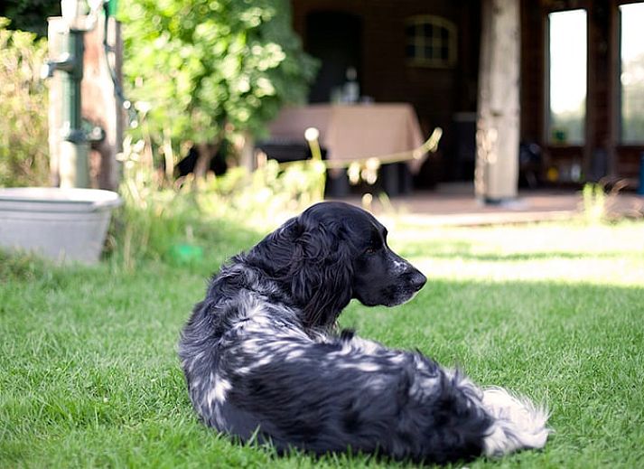 Gemuetlicher Innenbereich des Ferienhauses in Vorden, Achterhoek, Gelderland, mit viel Licht und einem rustikalen Essbereich.