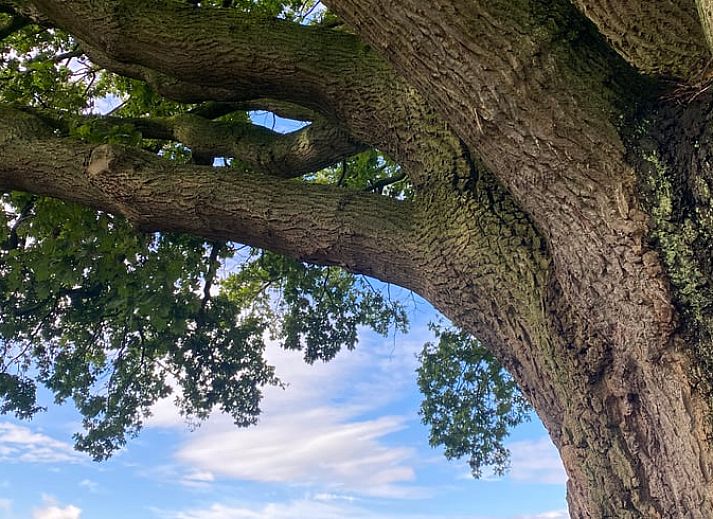 Unterkunft 293817 - Ferienhaus Achterhoek - Vakantiehuis in Gorssel