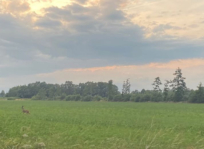 Rustikales Ferienhaus in Beltrum, umgeben von Natur in Gelderland.