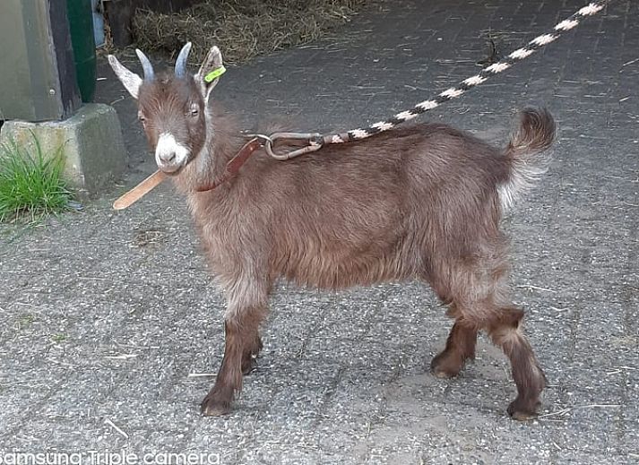 Verblijf 294008 - Vakantiewoning Achterhoek - Vakantiehuis in Beltrum