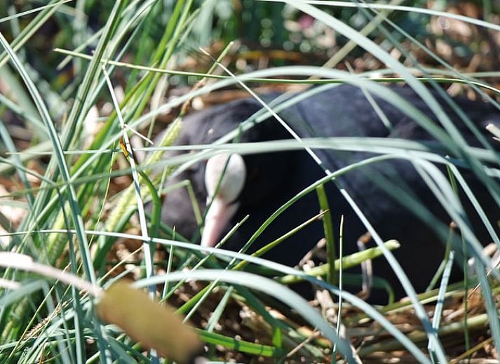 Traditionele houten elementen in Vakantiehuisje in Neede, Achterhoek, Gelderland.