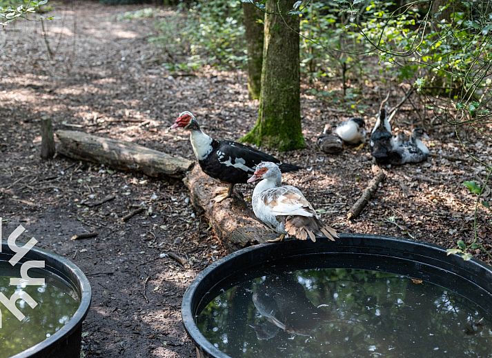 Gemuetliche Feuerstelle im Garten von DG1417, einem Ferienhaus in Neede, Achterhoek, umgeben von bewaldeter Landschaft.