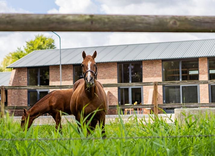 Gezellige woonkamer in Vakantiehuisje in Neede, Achterhoek, met moderne keuken en houten trap.