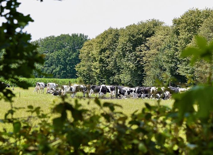 Unterkunft 294834 - Ferienhaus Achterhoek - Vakantiehuisje in Neede