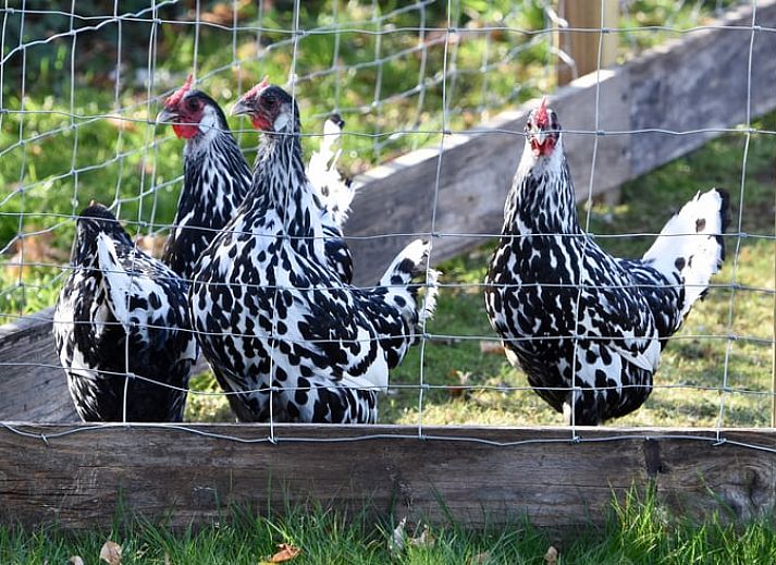 Unterkunft 294834 - Ferienhaus Achterhoek - Vakantiehuisje in Neede