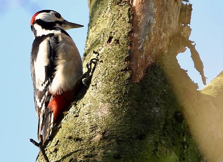 Unterkunft 294834 - Ferienhaus Achterhoek - Vakantiehuisje in Neede