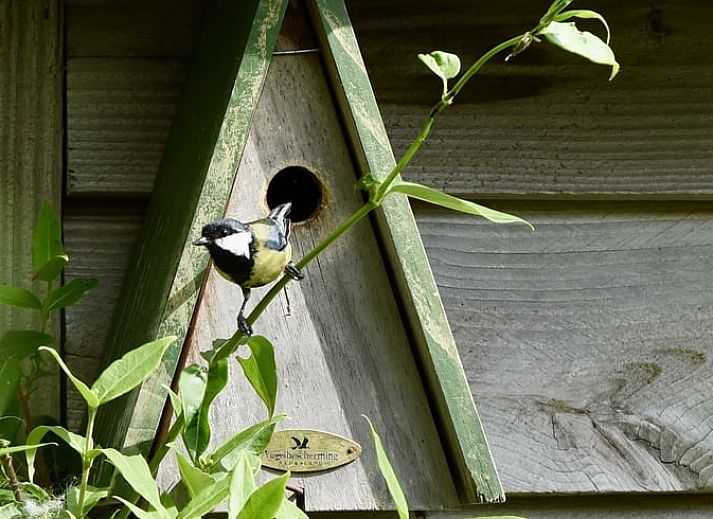 Unterkunft 294834 - Ferienhaus Achterhoek - Vakantiehuisje in Neede