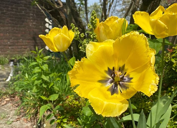 Modern Kitchen in Holiday Home in Gaanderen, Achterhoek