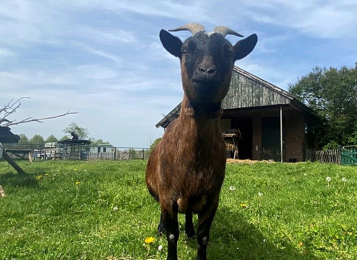 Modern Kitchen in Holiday Home in Gaanderen, Achterhoek
