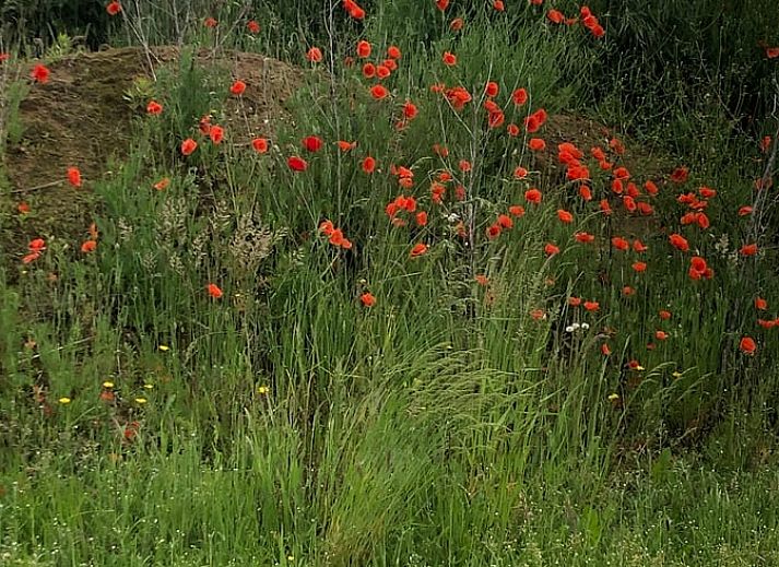 Dining table with view in Holiday home in Gaanderen, Gelderland