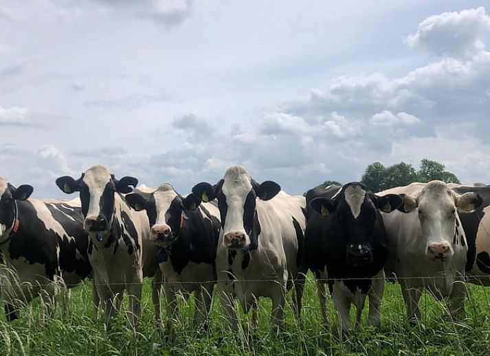 Cozy bedroom in cottage in Gaanderen, Achterhoek