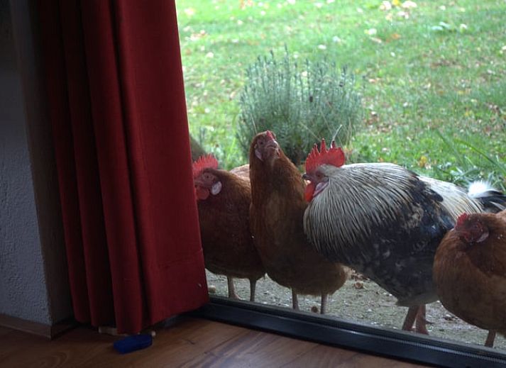 Holzsauna im Ferienhaus in Lievelde, Achterhoek, Gelderland. Erleben Sie Entspannung mit Blick auf die schoenen Felder.