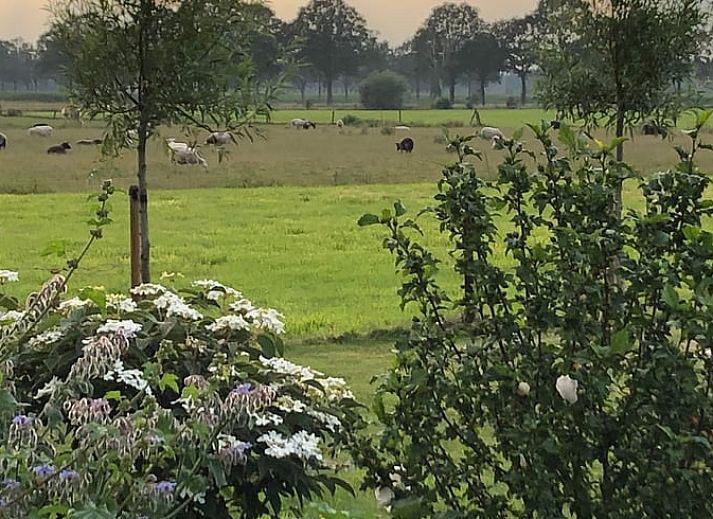 Verblijf 295816 - Vakantiewoning Achterhoek - Huisje in Lievelde