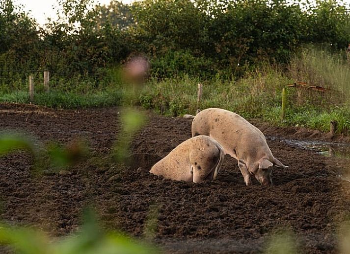 Verblijf 295822 - Vakantiewoning Achterhoek - Huisje in Lievelde