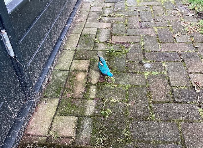 Geniessen Sie die Ruhe und den Frieden im Huisje in Winterswijk Brinkheurne, einem attraktiven Ferienhaus in der gruenen Landschaft von Gelderland, Achterhoek.