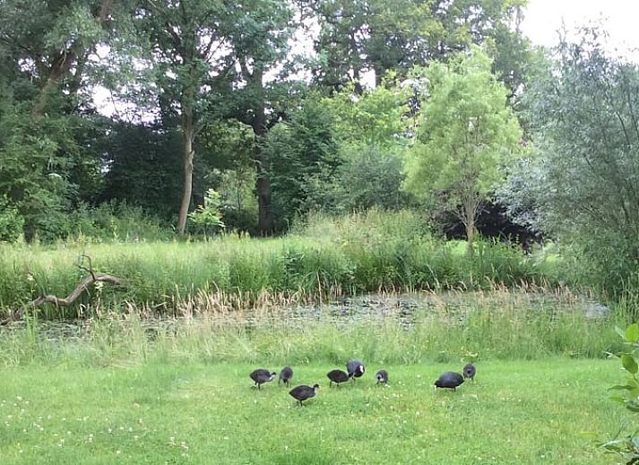 Unterkunft 296412 - Ferienhaus Achterhoek - Huisje in Winterswijk Brinkheurne