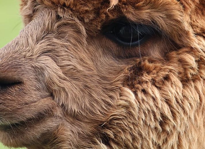Gemuetlicher Innenbereich des Huisje in De Heurne, Ferienhaus in Achterhoek, Gelderland, mit einladender Essecke und dekorativem Wandbild.
