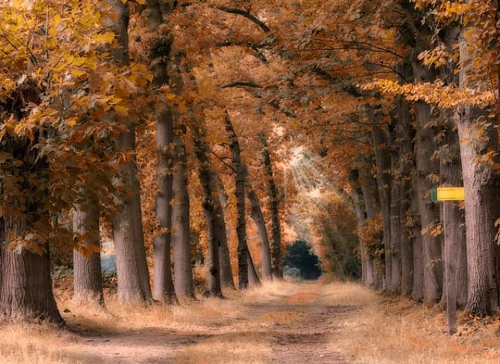 Terrace of Cottage in Winterswijk Kotten, cozy cottage in the green surroundings of the Achterhoek, Gelderland.