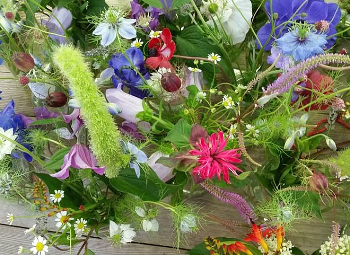 View of the vast fields surrounding Cottage in Warnsveld, Achterhoek, with grazing horses.