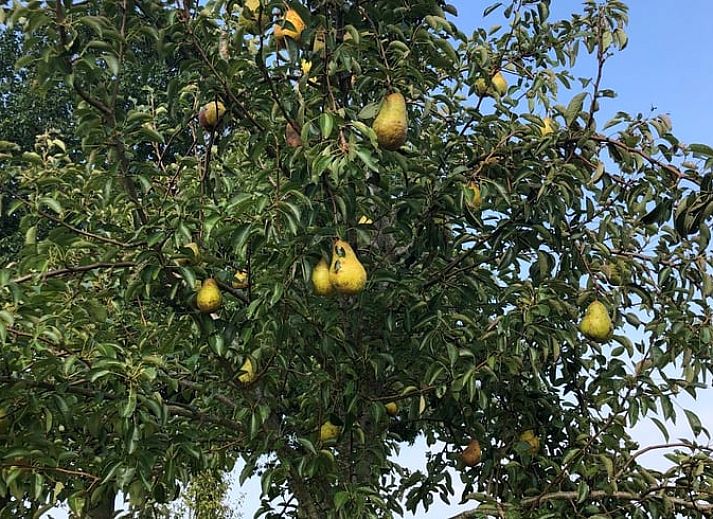 Ferienhaus in Almen, Ferienunterkunft in Achterhoek, Gelderland. Traditionelle Architektur mit Fluegeltueren und sonnigem Aussenbereich.