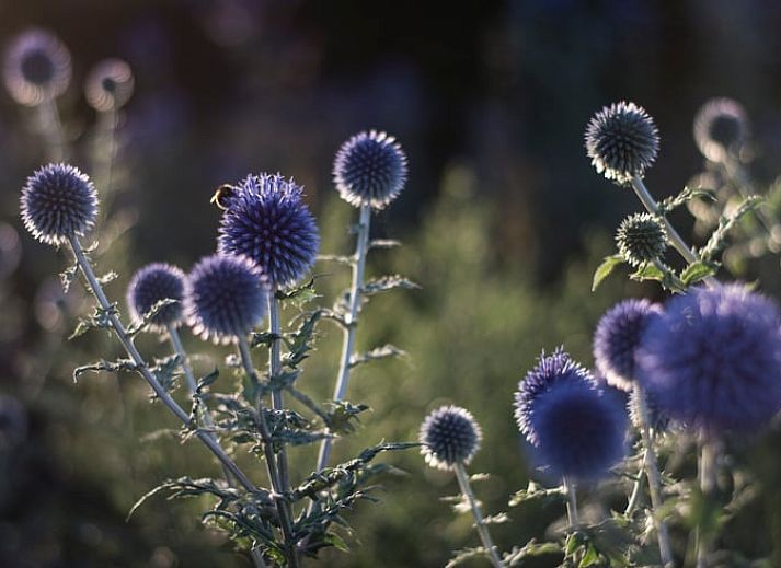 Unterkunft 297307 - Ferienhaus Achterhoek - Vakantiehuisje in Megchelen