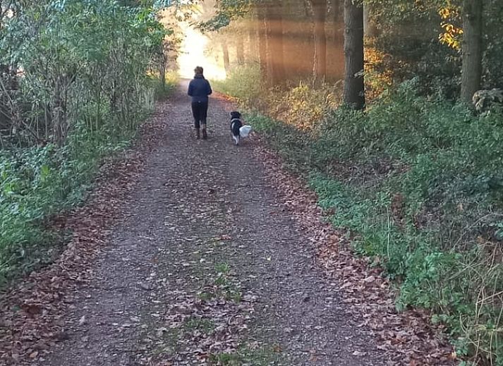 Eingangsweg zum Ferienhaus in Winterswijk Woold, umgeben von ueppiger Natur in Achterhoek, Gelderland.