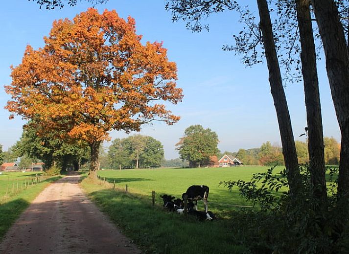 Rustige veranda van Vakantiehuisje in Winterswijk Woold, met uitzicht op het groene landschap van de Achterhoek, Gelderland.