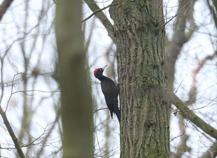Rustige veranda van Vakantiehuisje in Winterswijk Woold, met uitzicht op het groene landschap van de Achterhoek, Gelderland.