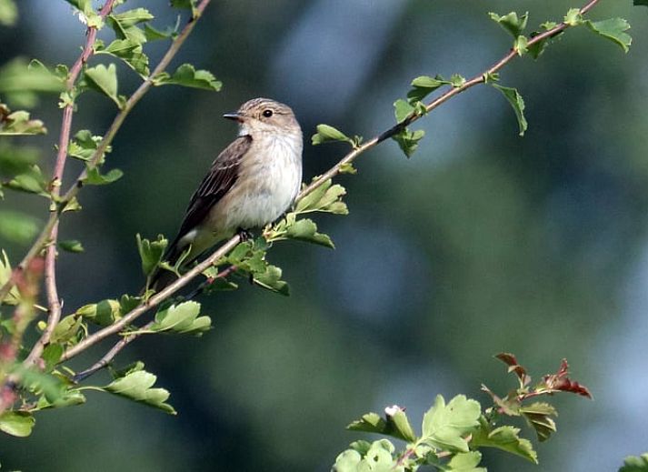 Verblijf 297408 - Vakantiewoning Achterhoek - Vakantiehuisje in Winterswijk Woold