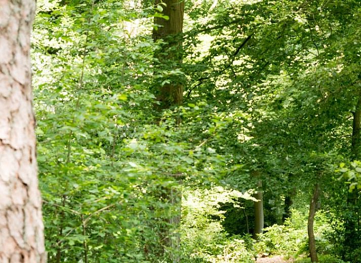 Gemuetliche Kueche im Ferienhaus in Winterswijk Woold, Achterhoek, mit Holzinterieur und Blick auf die gruene Umgebung von Gelderland.
