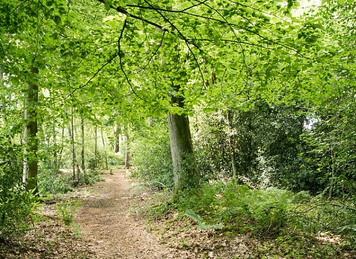Moderne Kueche im Ferienhaus in Winterswijk Woold, Achterhoek, mit Holzschraenken und Herd, ideal fuer einen komfortablen Aufenthalt.