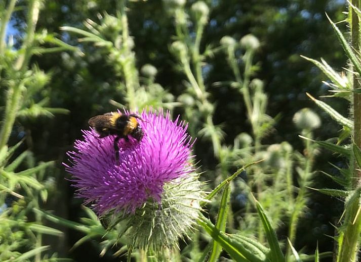 Modern kitchen in Cottage in Winterswijk - Meddo, vacation home in the Achterhoek region, Gelderland. Stylish design with wooden cabinets and natural stone countertops.