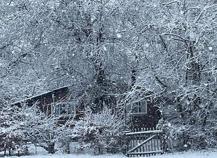 Zomertuin bij Vakantiehuis in Voorst Oude IJsselstreek, Achterhoek, Gelderland met houten hek en groene planten.