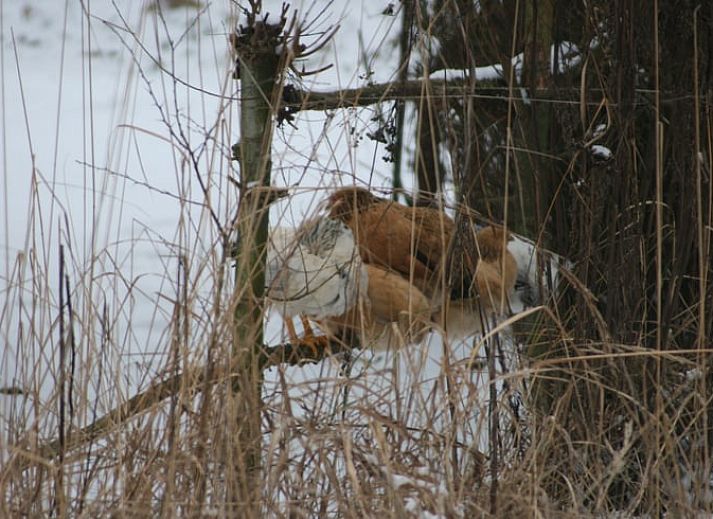 Zomertuin bij Vakantiehuis in Voorst Oude IJsselstreek, Achterhoek, Gelderland met houten hek en groene planten.