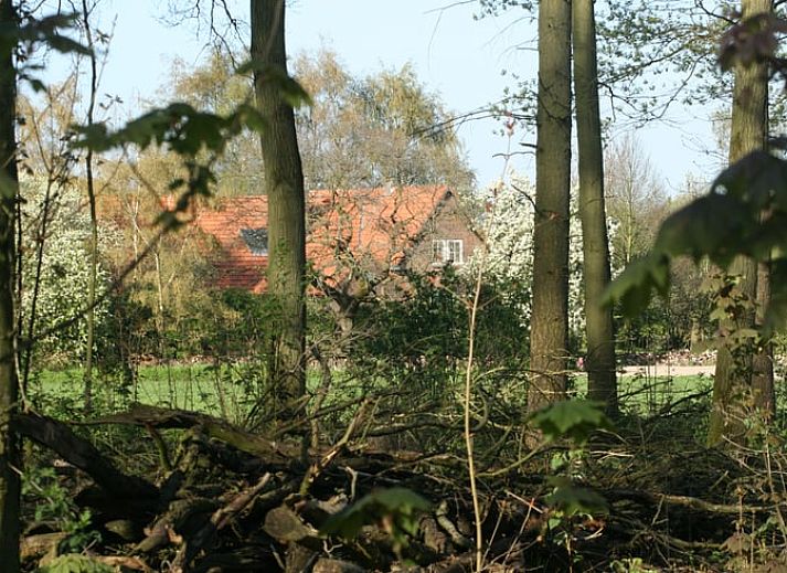 Gezellige woonkamer in Vakantiehuis in Voorst Oude IJsselstreek, Achterhoek, Gelderland met oranje bank en tapijt.