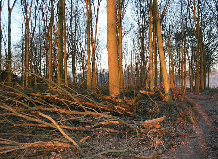 Gezellige woonkamer in Vakantiehuis in Voorst Oude IJsselstreek, Achterhoek, Gelderland met oranje bank en tapijt.
