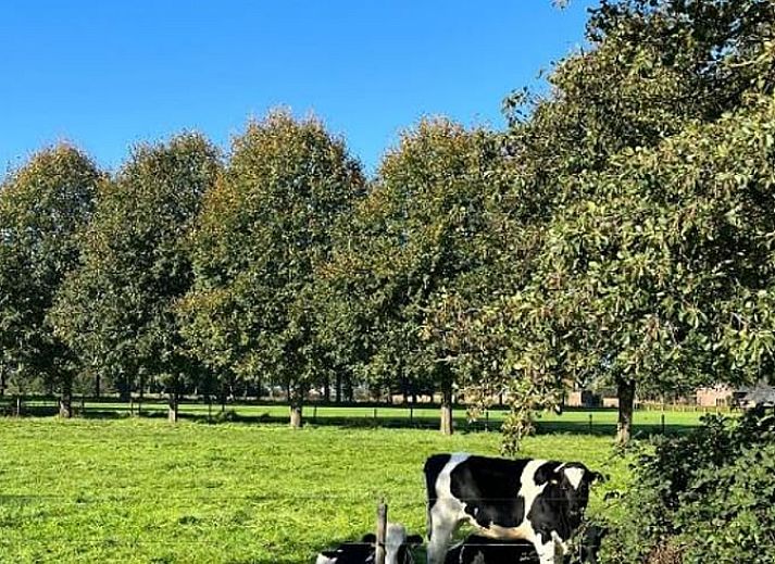 Zonnig terras met parasol bij Vakantiehuis in Baak, Achterhoek, ideaal voor buitenontspanning.
