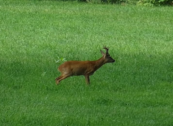 Comfortabele leesstoel in Vakantiehuisje in Joppe, omgeven door de rust van de Achterhoek, Gelderland.