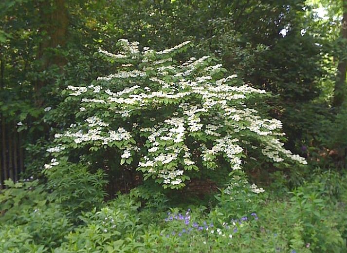 Gemuetliches Schlafzimmer im Ferienhaus in Joppe, Achterhoek, mit Holzmoebeln und Blick auf die gruene Natur durch grosse Fenster.
