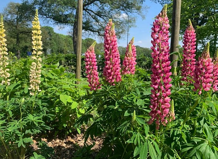 Staircase of Holiday Home in Corle, Winterswijk Corle, overlooking kitchen, ideal for a relaxing stay.