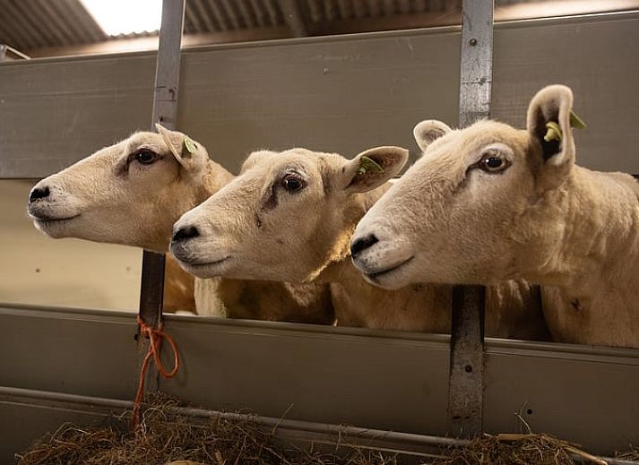 Cozy sitting area in cottage in Wilp-Achterhoek overlooking the green fields of Gelderland.