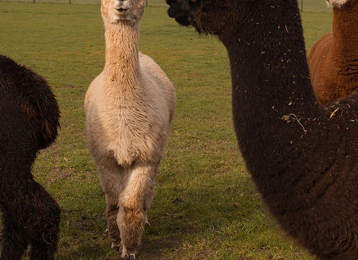 Romantic bedroom in Holiday Home in Wilp-Achterhoek with towel swans on the bed.